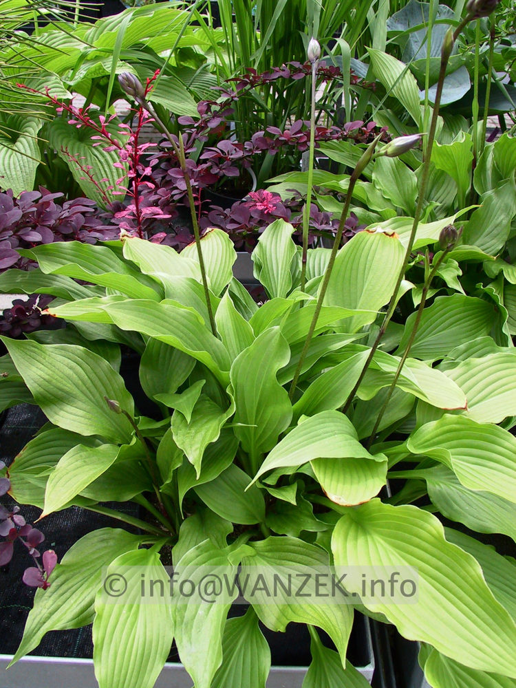 Hosta Hybride Sweet Susan 06.jpg